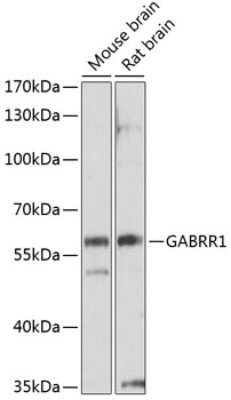 Western Blot: GABA-A R rho 1 AntibodyAzide and BSA Free [NBP3-03524]