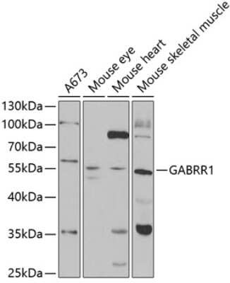 Western Blot: GABA-A R rho 1 AntibodyBSA Free [NBP3-03696]