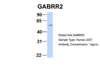 Western Blot: GABA-A R rho 2 Antibody [NBP1-80061]