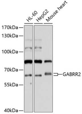 Western Blot: GABA-A R rho 2 AntibodyBSA Free [NBP3-03687]