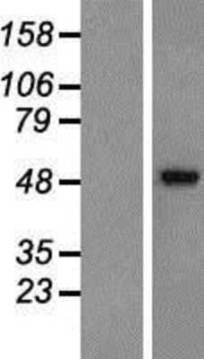 Western Blot: GABA-AR alpha 2 Overexpression Lysate [NBP2-10702]