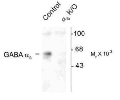 Western Blot: GABA-AR alpha 6 Antibody [NB300-196]