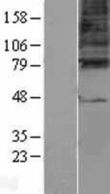 Western Blot: GABA-A R gamma 3 Overexpression Lysate [NBL1-10929]