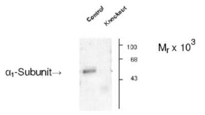 Western Blot: GABA-AR alpha 1 Antibody [NB300-207]