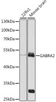 Western Blot: GABA-AR alpha 2 AntibodyBSA Free [NBP3-02985]