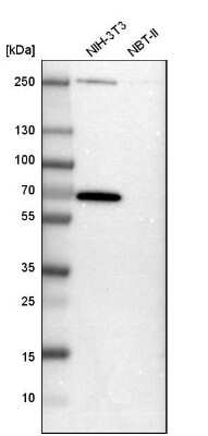 Western Blot: GABA-AR alpha 3 Antibody [NBP1-87499]