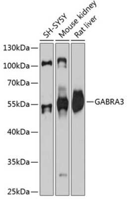 Western Blot: GABA-AR alpha 3 AntibodyAzide and BSA Free [NBP3-03646]