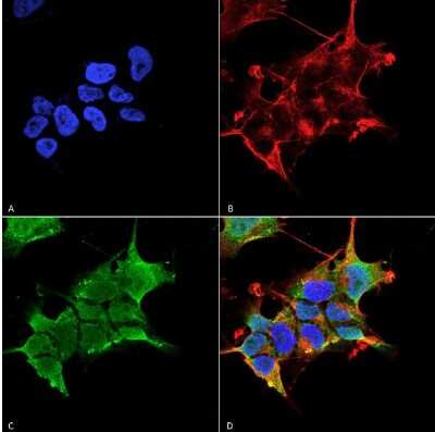 Immunocytochemistry/ Immunofluorescence: GABA-AR alpha 4 Antibody (S398A-34) [NBP2-59326]