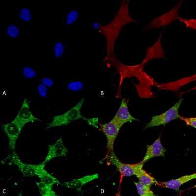 Immunocytochemistry/ Immunofluorescence: GABA-AR alpha 4 Antibody (S398A-34) [NBP2-59326]