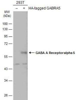 Western Blot: GABA-AR alpha 5 Antibody [NBP2-16567]