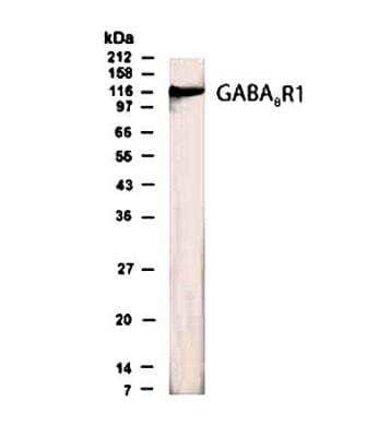 Western Blot: GABA-B R1 AntibodyBSA Free [NB300-160]