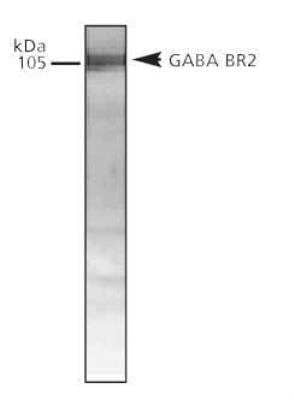 Western Blot: GABA-B R2 AntibodyBSA Free [NB300-159]