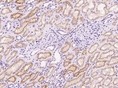 Immunohistochemistry-Paraffin: GABA Receptor Epsilon Antibody [NBP2-97158]