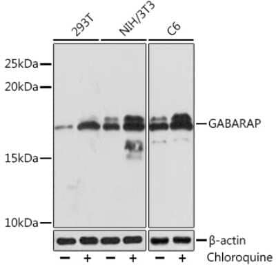 Western Blot: GABARAP Antibody (5T6W5) [NBP3-16376]