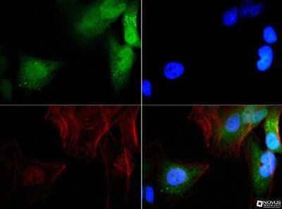 Immunocytochemistry/ Immunofluorescence: GABARAP Antibody - BSA Free [NBP1-71771]