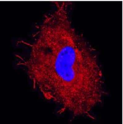 Immunocytochemistry/ Immunofluorescence: GABARAP Antibody - BSA Free [NBP1-71771]