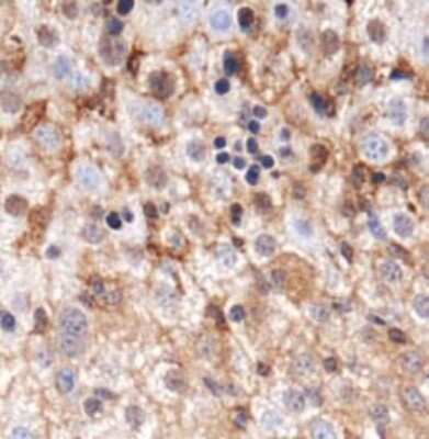 Immunohistochemistry: GABARAP Antibody - BSA Free [NBP1-71771]