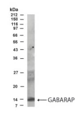 Western Blot: GABARAP AntibodyBSA Free [NB300-158]