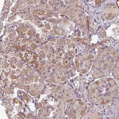 Immunohistochemistry-Paraffin: GABARAPL1 Antibody [NBP2-14032]