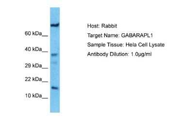 Western Blot: GABARAPL1 Antibody [NBP1-55202]