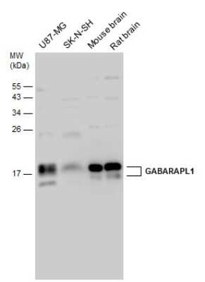 Western Blot: GABARAPL1 Antibody [NBP3-13125]