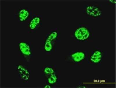Immunocytochemistry/ Immunofluorescence: GABPA Antibody (4B8-G6) [H00002551-M01]