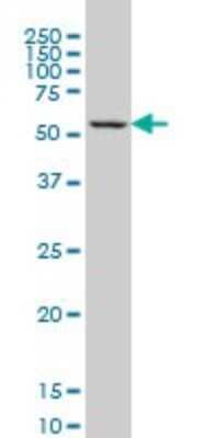 Western Blot: GABPA Antibody (4B8-G6) [H00002551-M01]