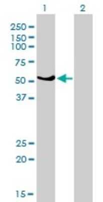 Western Blot: GABPA Antibody (4B8-G6) [H00002551-M01]