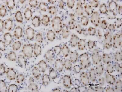Immunohistochemistry-Paraffin: GABPA Antibody (5B6) [H00002551-M06]