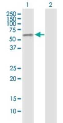 Western Blot: GABPA Antibody (5B6) [H00002551-M06]