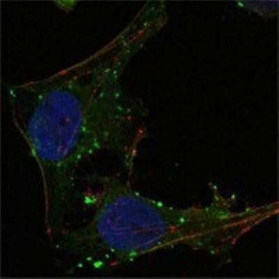 Immunocytochemistry/ Immunofluorescence: GABPA Antibody (8C1B10) - BSA Free [NBP1-47416]
