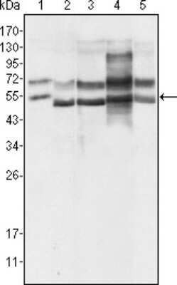 Western Blot: GABPA Antibody (8C1B10)BSA Free [NBP1-47416]