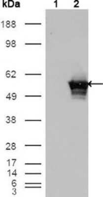 Western Blot: GABPA Antibody (8C1B10)BSA Free [NBP1-47416]