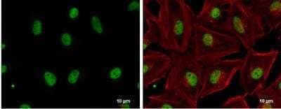 Immunocytochemistry/ Immunofluorescence: GABPA Antibody [NBP1-32105]