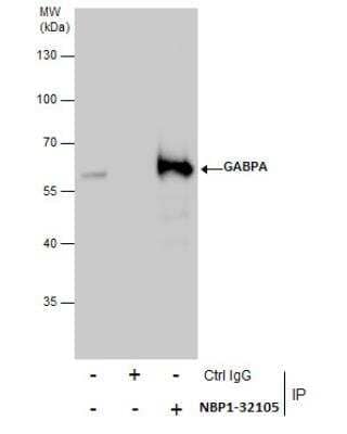 Immunoprecipitation: GABPA Antibody [NBP1-32105]