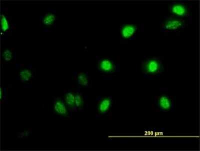 Immunocytochemistry/ Immunofluorescence: GABPA Antibody (M1) [H00002551-M03]