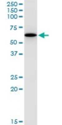 Immunoprecipitation: GABPA Antibody (M1) [H00002551-M03]