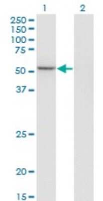 Western Blot: GABPA Antibody (M1) [H00002551-M03]