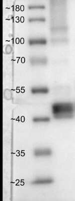 Western Blot: GABPA Antibody (M1) [H00002551-M03]