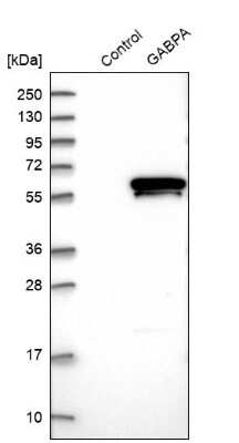 Western Blot: GABPA Antibody [NBP1-84941]