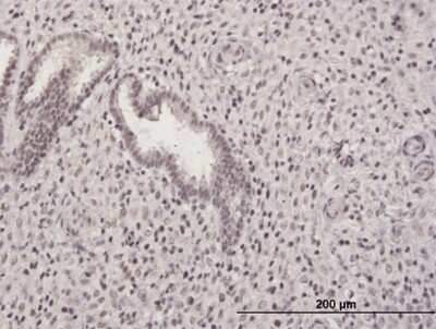 Immunohistochemistry-Paraffin: GABPB1 Antibody [H00002553-B01P]