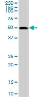 Western Blot: GABPB1 Antibody [H00002553-B01P]