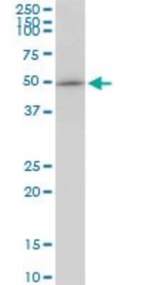 Western Blot: GABPB1 Antibody [H00002553-B01P]