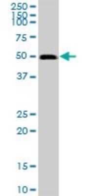 Western Blot: GABPB1 Antibody [H00002553-B01P]