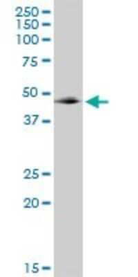 Western Blot: GABPB1 Antibody [H00002553-B01P]