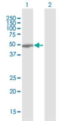 Western Blot: GABPB1 Antibody [H00002553-B01P]