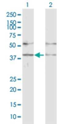 Western Blot: GABPB1 Antibody [H00002553-D01P]