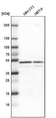 Western Blot: GABPB1 Antibody [NBP1-84028]