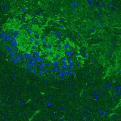 Immunohistochemistry: GAD1/GAD67 Antibody (CL2914) [NBP2-46638]
