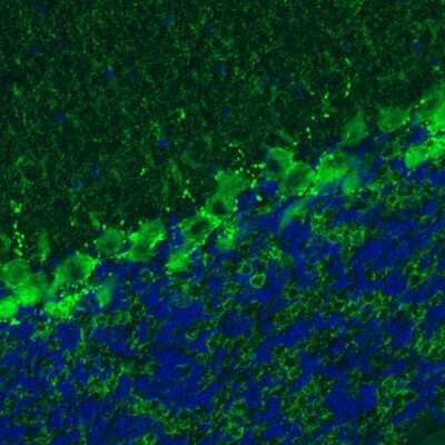 Immunohistochemistry: GAD1/GAD67 Antibody (CL2919) [NBP2-46639]